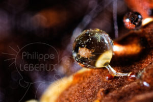 acarien emprisonné dans une goutte d'eau