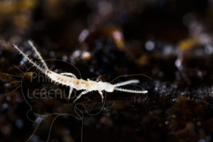 Diplura sp. sur la litière du sol