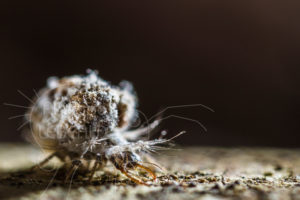 Larve de Chrysope avec pièces buccales en forme de pinces