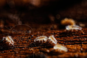 Myriapodes Polydesmes immatures