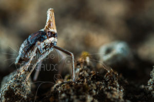 Fulgore immature photographié sur le sol