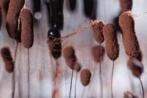 Fructifications de myxomycètes Stemonitis sp.