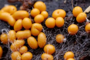 Champignons Ascomycètes sp.