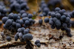 Fructifications de myxomycètes