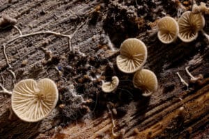 ascomycètes avec givre