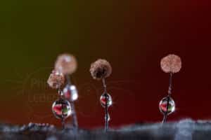 Fructifications de myxomycètes