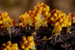 Fructifications de myxomycètes
