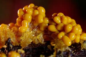 Fructifications de myxomycètes