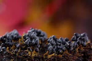 Fructifications de myxomycètes
