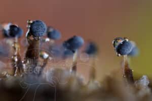 Fructifications de myxomycètes
