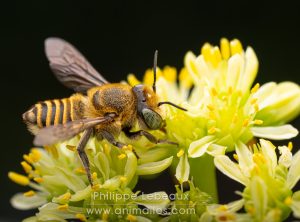 Les insectes pollinisateurs
