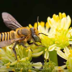 Les insectes pollinisateurs