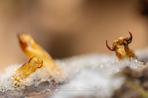 Exuvie d’un arthropode saproxylique observée parmi le myxomycète Ceratiomyxa fruticulosa, appelé « Buisson cireux »