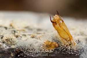 Exuvie d’un arthropode saproxylique observée parmi le myxomycète Ceratiomyxa fruticulosa, appelé « Buisson cireux »