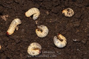 Larve du coléoptère Rhinocéros observées dans un sac a gravas rempli de bois en décomposition
