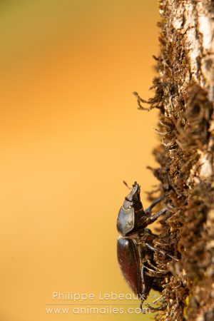 Femelle du Cerf-volant sur le tronc d'un chêne