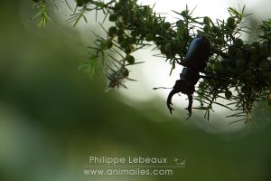 Mâle du Cerf-volant avec ses mandibules ouvertes