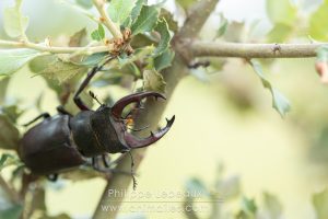 Mâle du Cerf-volant avec ses mandibules ouvertes