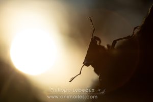 Cerf-volant mâle avec ses grosses mandibules en contre-jour