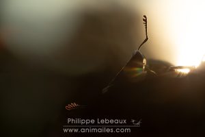 Cerf-volant mâle avec ses grosses mandibules en contre-jour