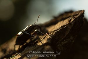 Cerf-volant mâle avec ses grosses mandibules en contre-jour