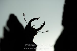 Cerf-volant mâle avec ses grosses mandibules en contre-jour