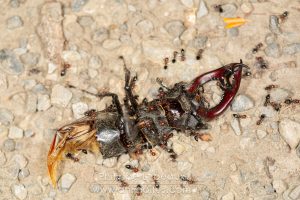 Fourmis sur un cadavre de mâle de Cerf-volant