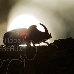 Les BIG FIVE des Cévennes