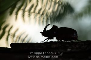 Mâle du coléoptère Rhinocéros se déplaçant sur une branche tombée au sol