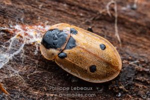Coléoptère Xylodrepa quadripunctata