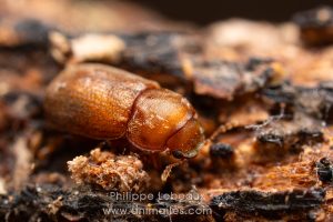 Coéoptère xylophage dans bois mort
