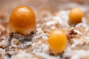 Larves de diptère avec cocons