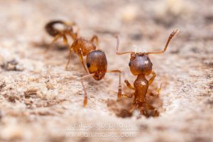 Une ouvrière de Myrmica rubra sort par un trou creusé dans du bois mort