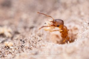 Une ouvrière de Myrmica rubra sort par un trou creusé dans du bois mort