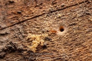 Une ouvrière de Myrmica rubra pénètre dans un trou creusé dans du bois mort pour rejoindre la fourmilière.