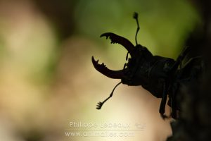 Cerf-volant mâle avec ses grosses mandibules en contre-jour