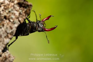Mâle du Cerf-volant avec ses mandibules ouvertes