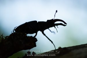 Cerf-volant mâle avec ses grosses mandibules en contre-jour