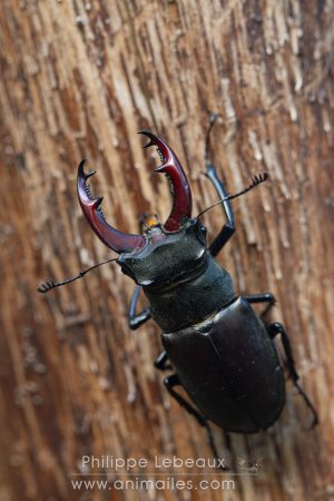 Mâle du Cerf-volant avec ses mandibules ouvertes
