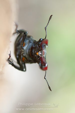 Mâle du Cerf-volant avec ses mandibules ouvertes