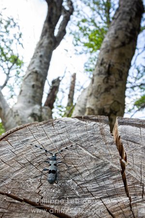 Rosalie des Alpes sur bois mort de hêtre
