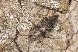 Bupreste des bois francs, Dicerca divaricata