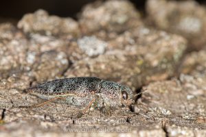 Bupreste des bois francs, Dicerca divaricata