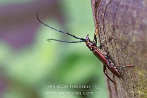 Coléoptère L'Aromie musquée aux reflets cuivrés