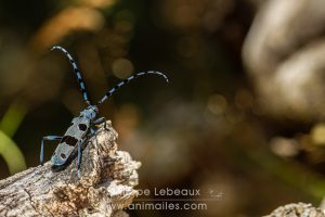 Rosalie des Alpes sur bois mort de hêtre