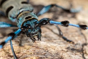 Détails sur la tête d'une Rosalie des Alpes