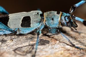 Détails sur la tête, thorax et abdomen de la Rosalie des Alpes