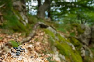 Plan large sur une hêtraie avec en premier plan, une Rosalie des Alpes