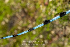 Détails sur les segments antennaire d'une Rosalie des Alpes