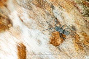 Rosalie des Alpes sur bois mort de hêtre